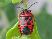 HETEROPTERA: CHIAVI DICOTOMICHE